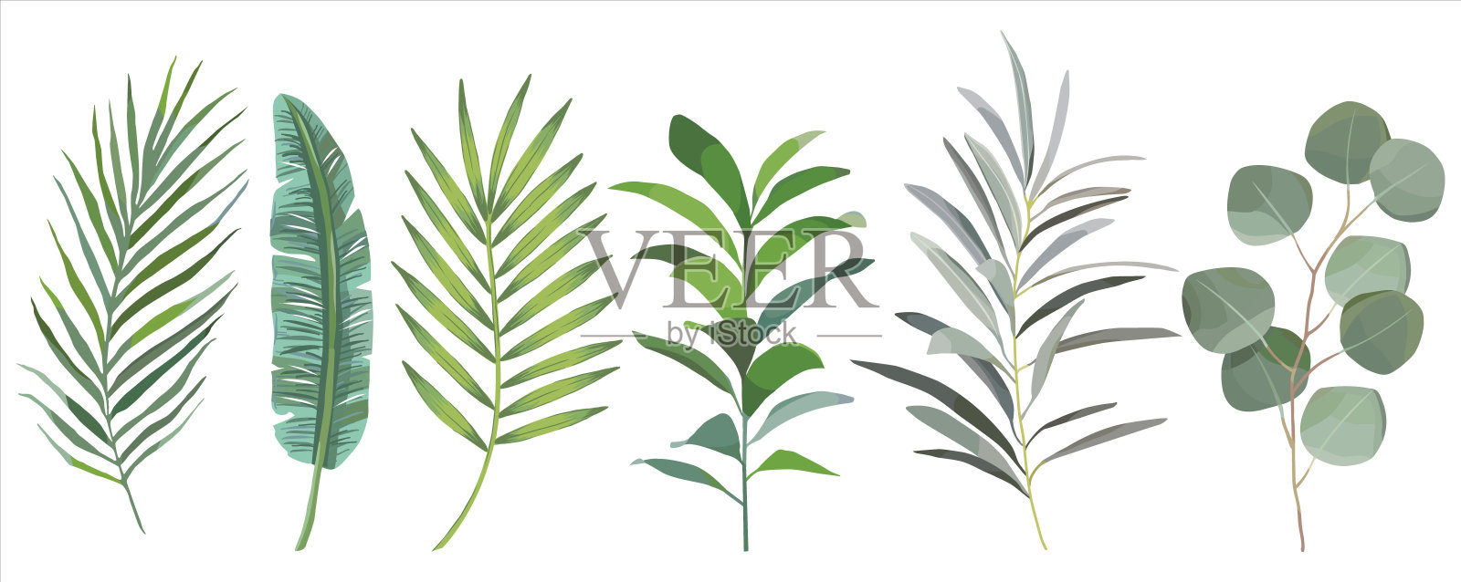 手绘一组热带树叶。矢量设计理念插画图片素材