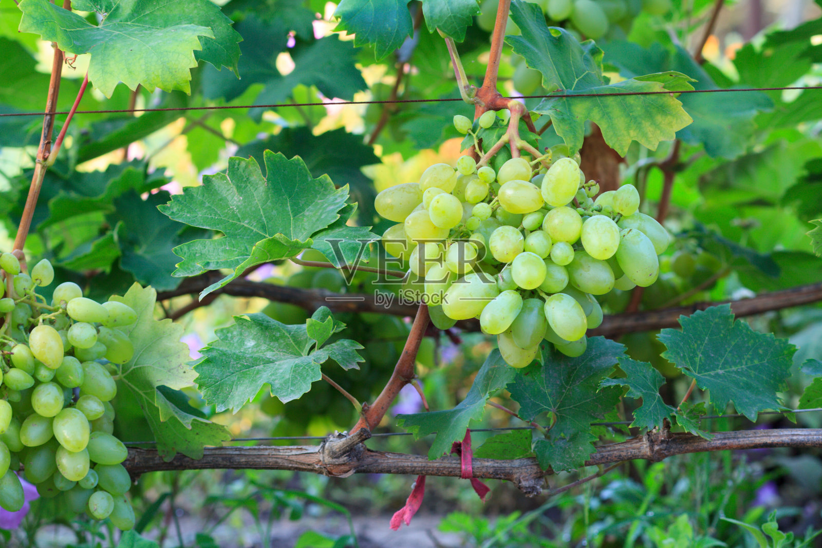 灌木丛上一串成熟的白葡萄。照片摄影图片