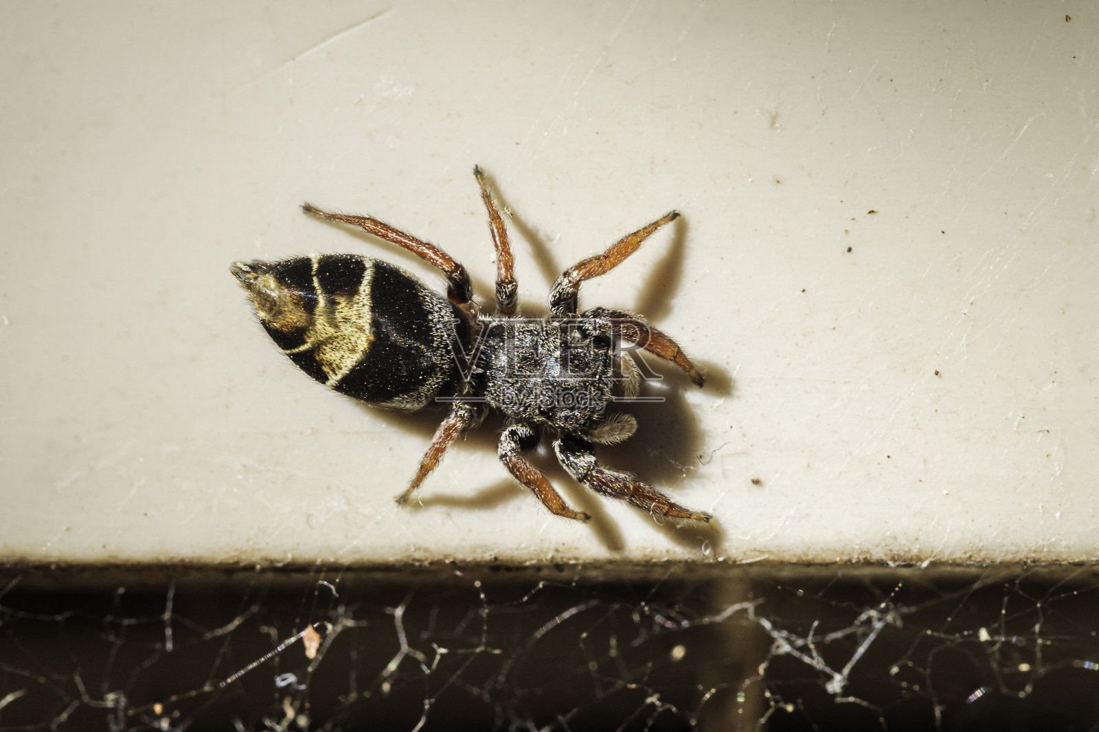 的跳蛛照片摄影图片