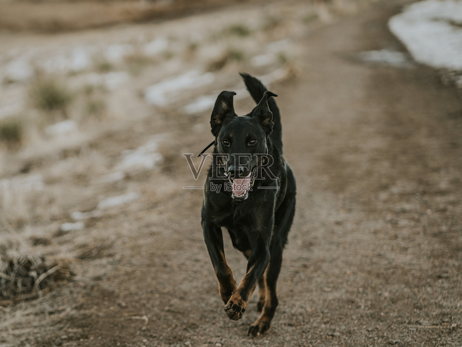 狗跑照片摄影图片