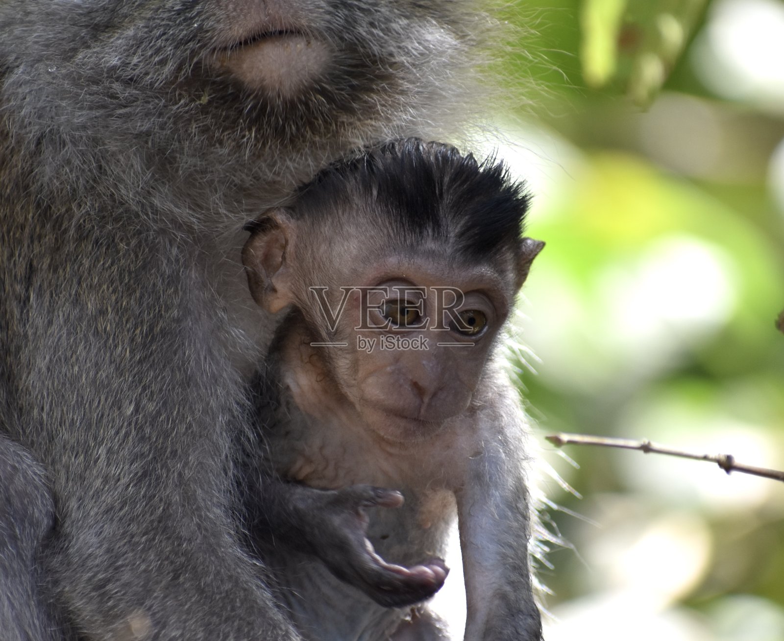 美丽的小猕猴和它的妈妈在丛林里照片摄影图片