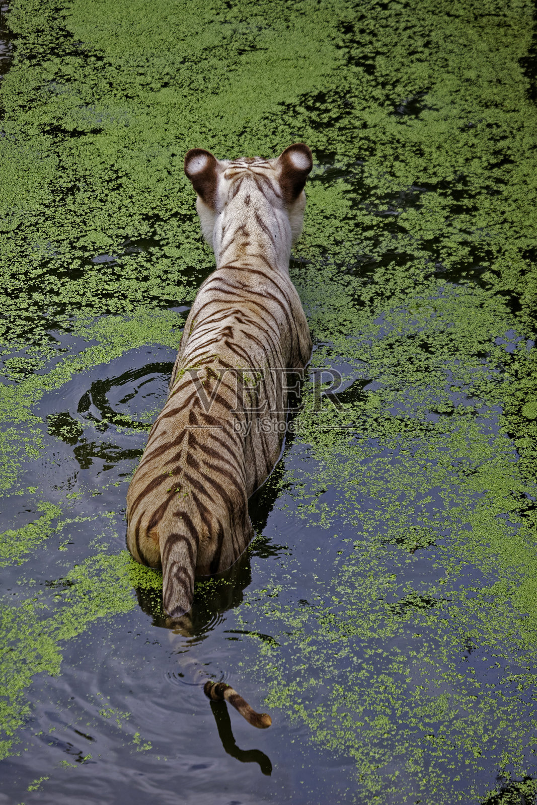 南andankanan动物园里的白虎。布巴内斯瓦尔照片摄影图片