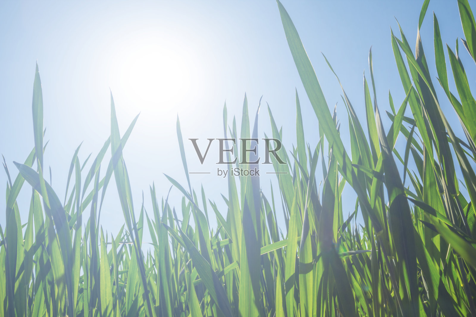 在阳光下的绿草特写照片摄影图片