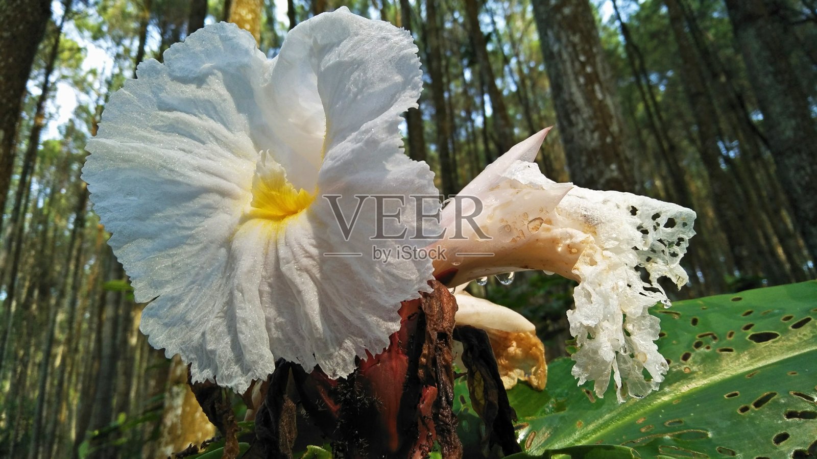 隐藏的美丽照片摄影图片