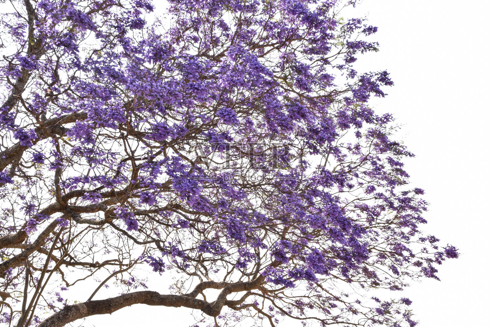 紫色的花照片摄影图片