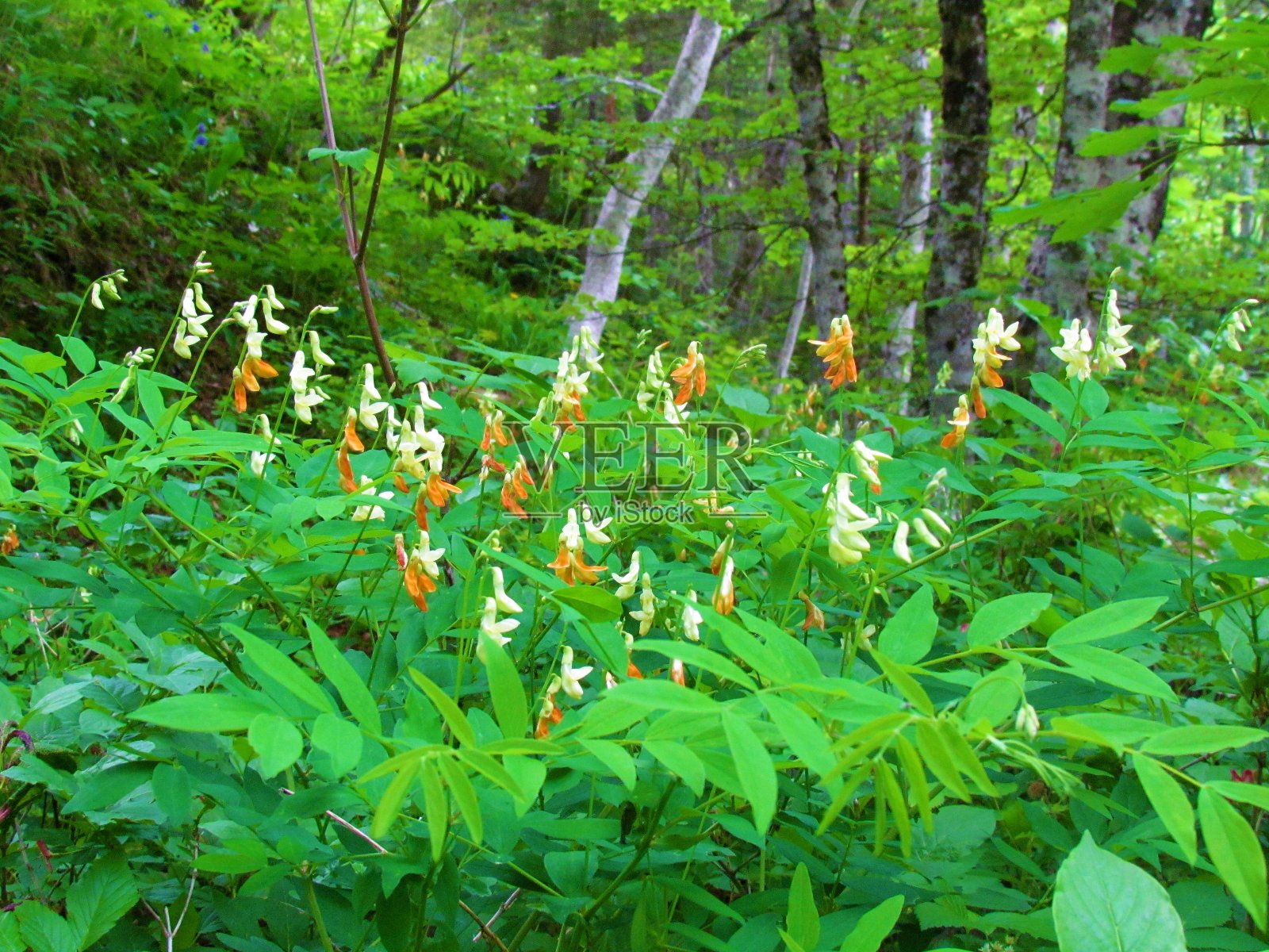 Lathyrus occidentalis花照片摄影图片