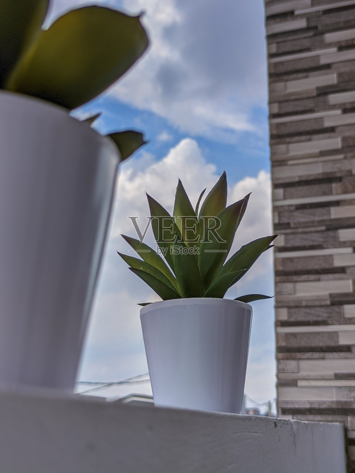 白色花盆,绿色植物照片摄影图片