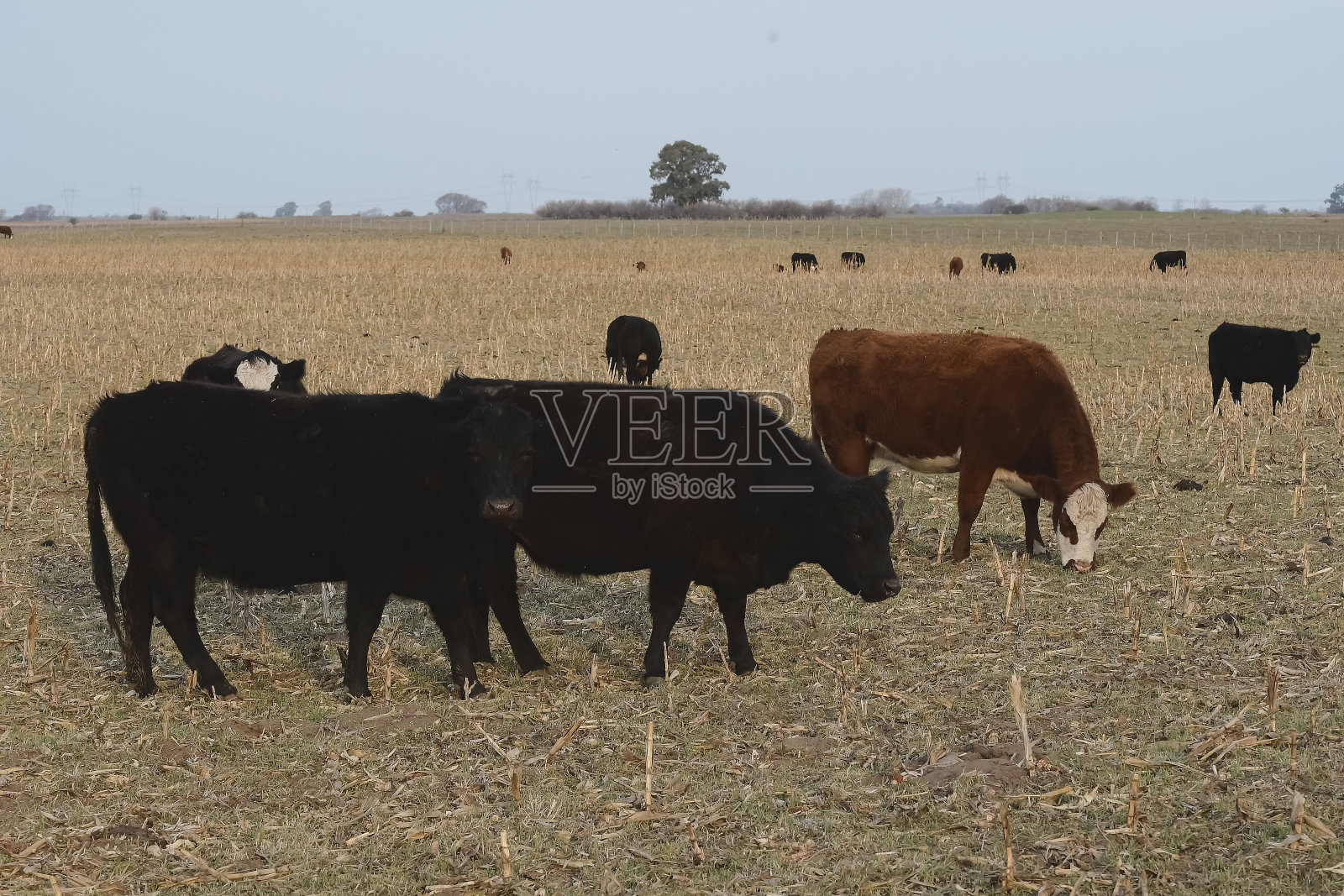 田里的牛照片摄影图片