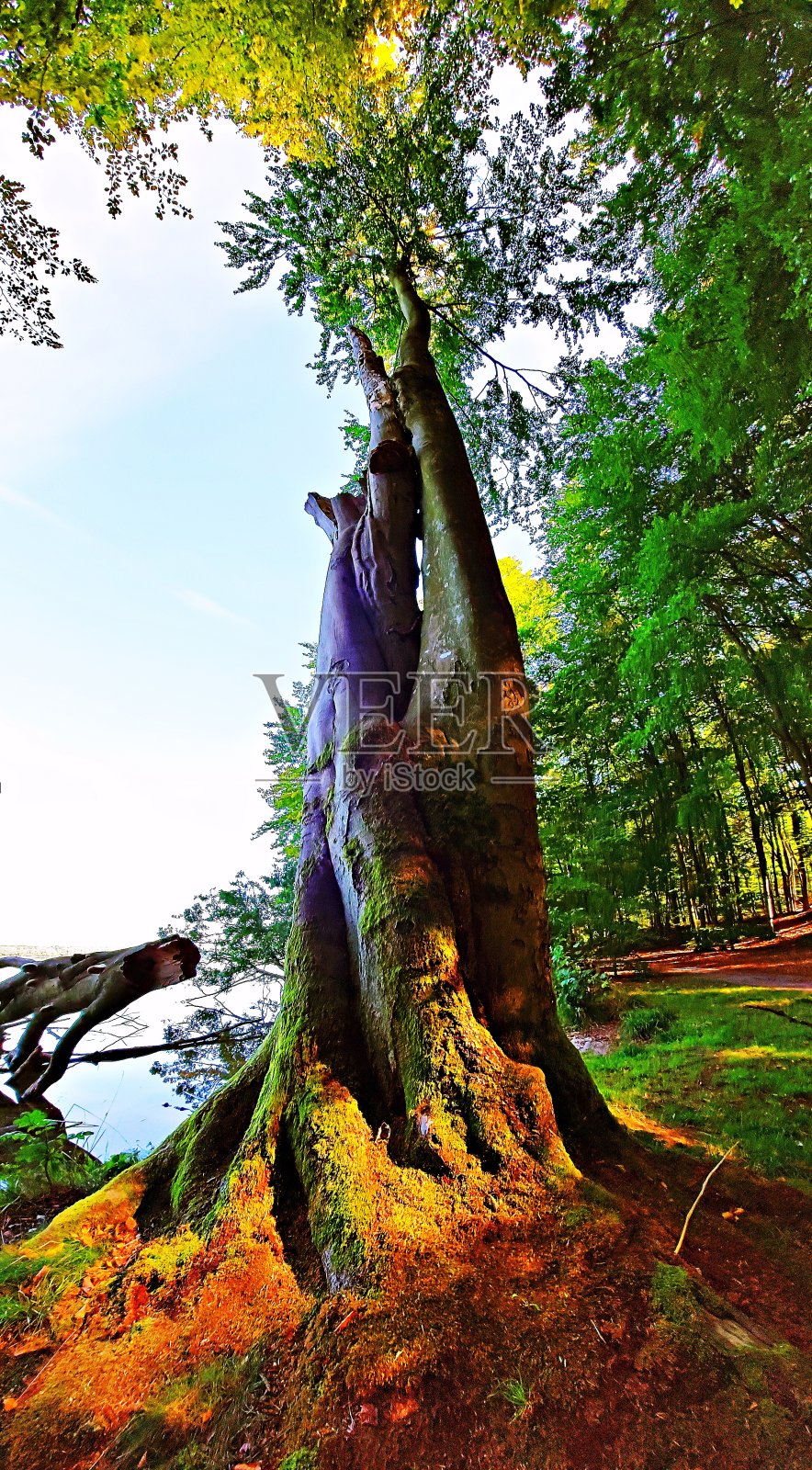 湖边的树照片摄影图片