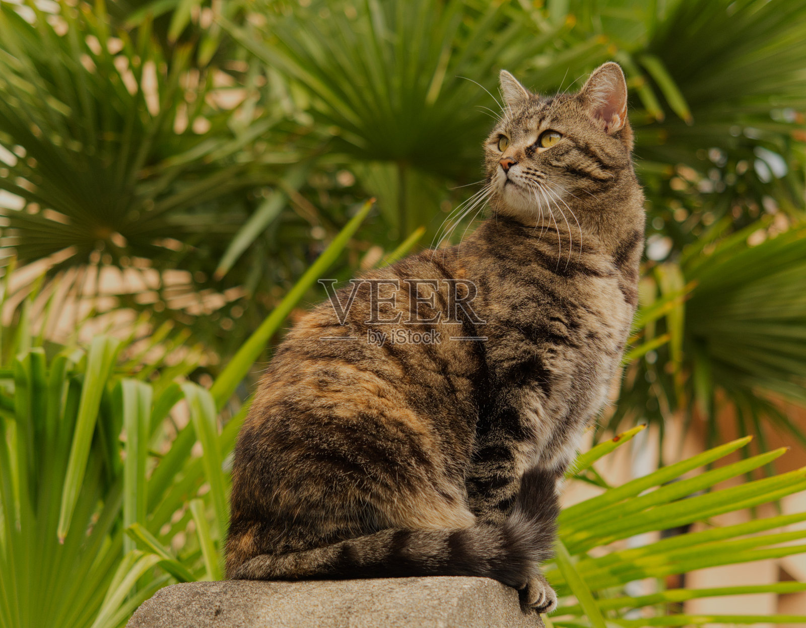 夏天城市环境里的一只可爱的猫照片摄影图片