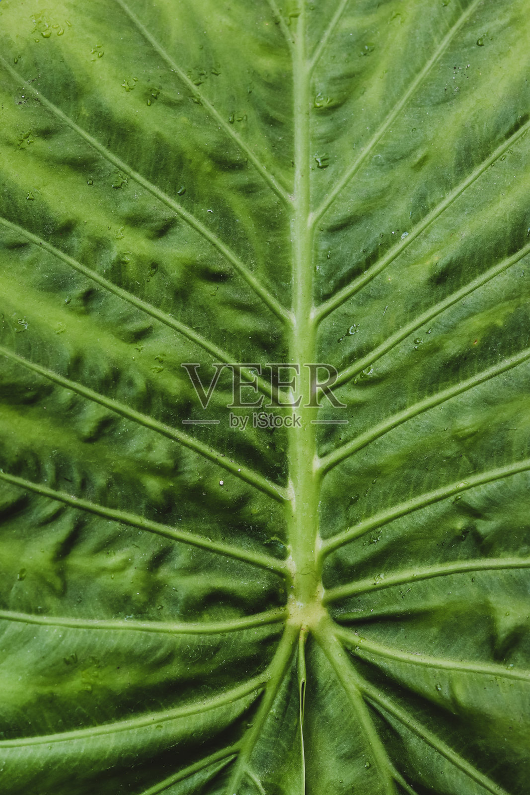 热带花卉图案制成的大绿叶。照片摄影图片