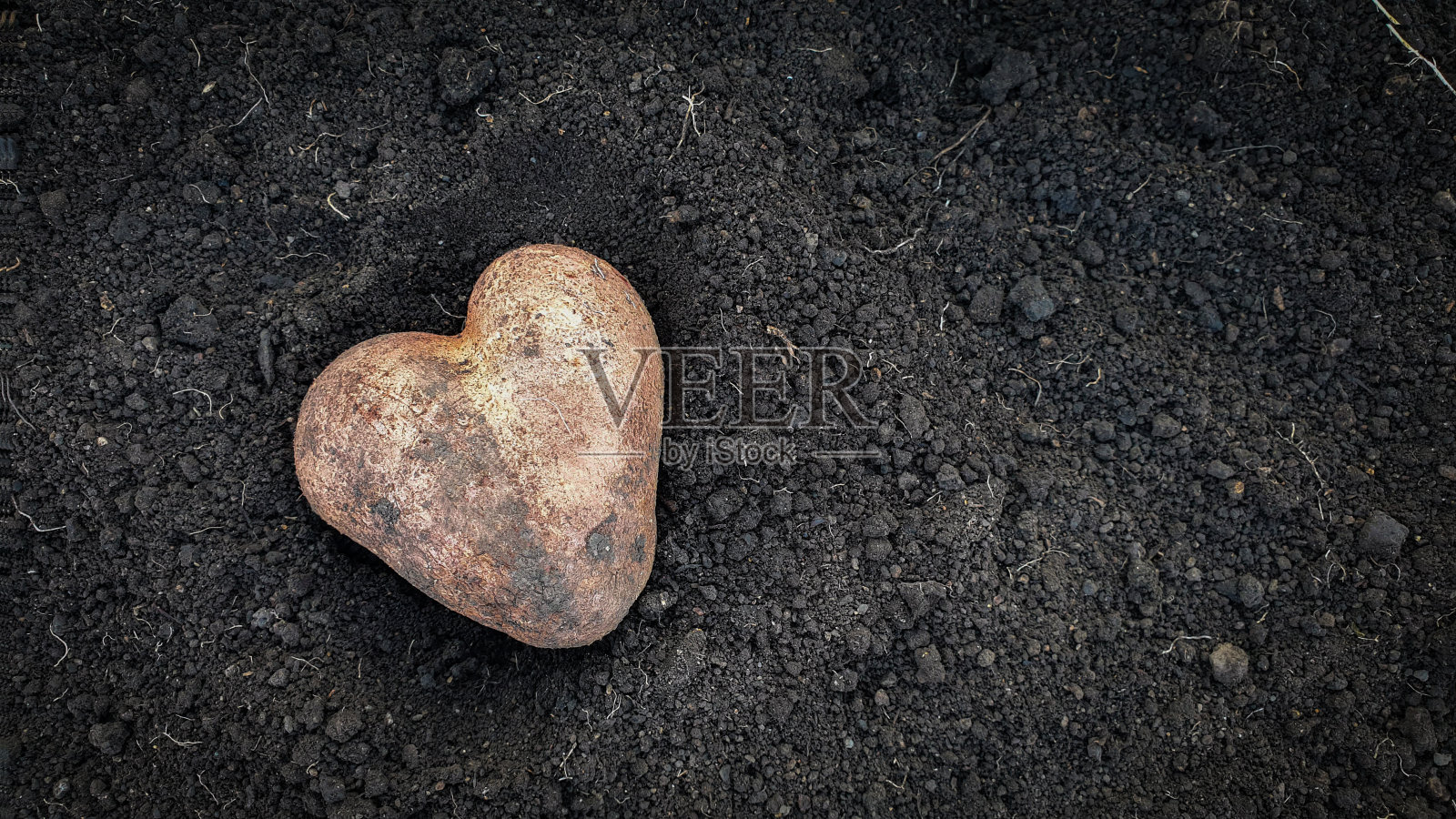 心形土豆在黑色的花园土壤背景在秋天收获时间。照片摄影图片