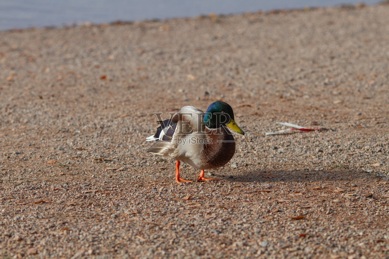 美丽的野鸭鸭在岸边的自然环境中,在一个阳光明媚的秋日照片摄影图片