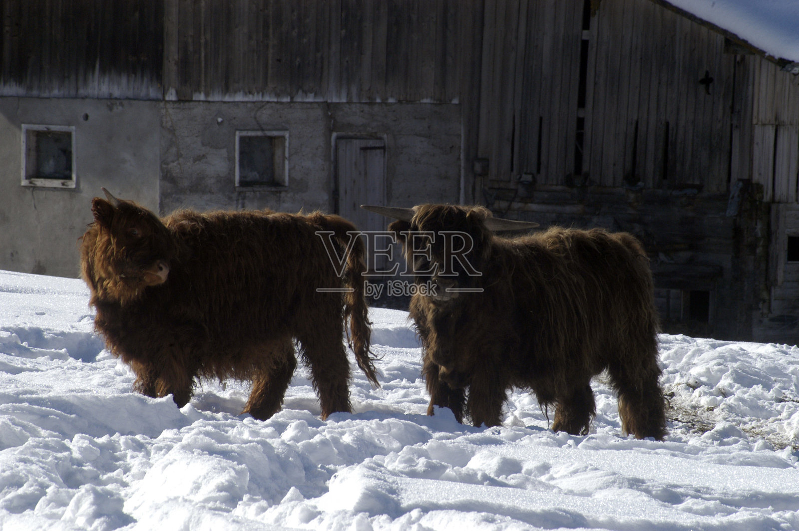 苏格兰高原牛在冬天的景观照片摄影图片
