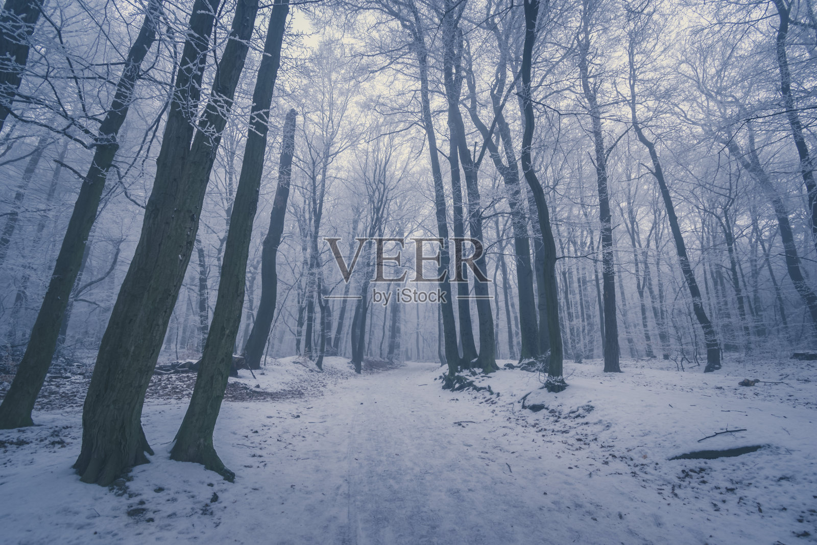 冬天的森林里没有人照片摄影图片