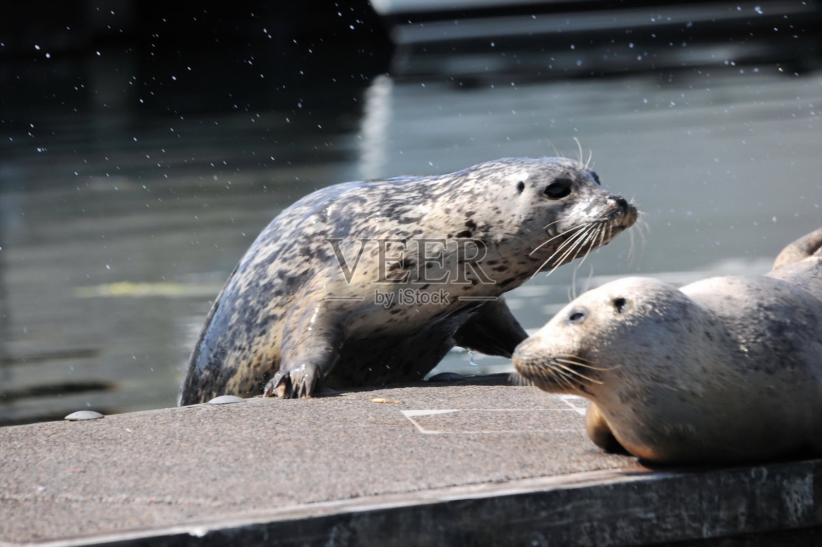 港海豹照片摄影图片