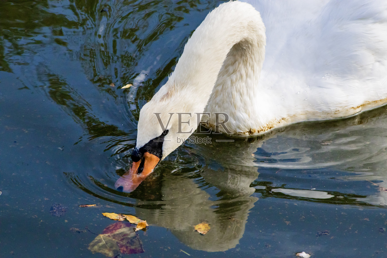 贝尔蒙特天鹅照片摄影图片