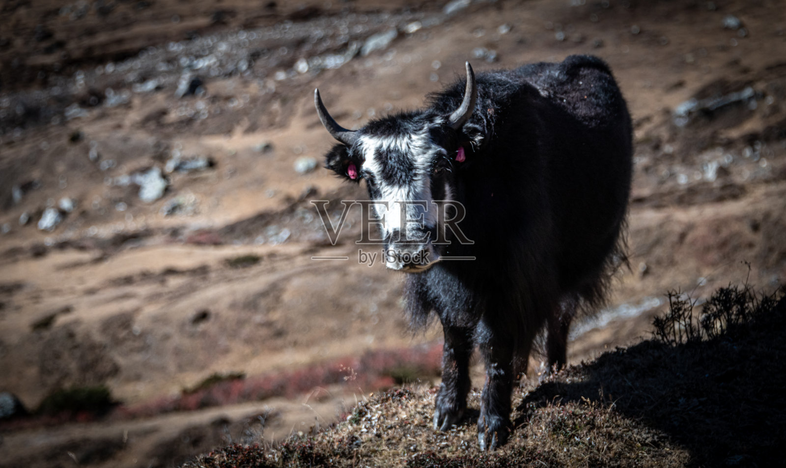 喜马拉雅山-尼泊尔的黑白牦牛。照片摄影图片