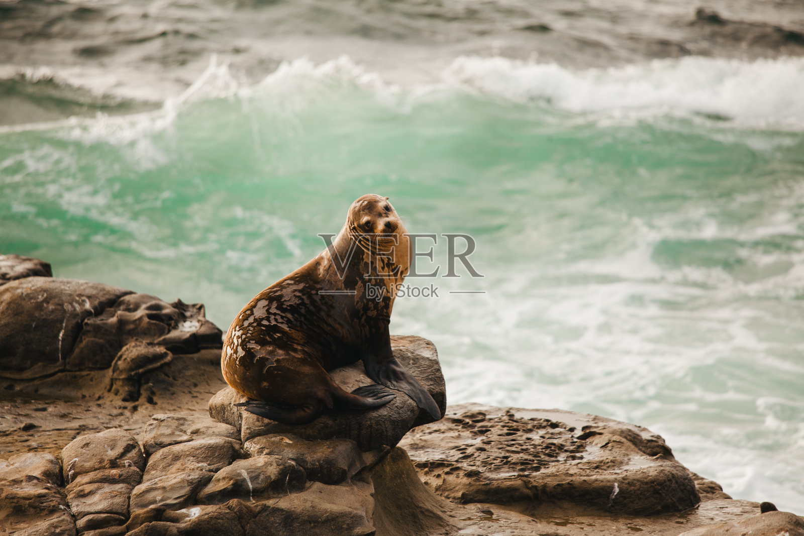 在太平洋海岸休息的海狮。拉霍亚湾景点-加州的野生动物。婴儿海狮。照片摄影图片