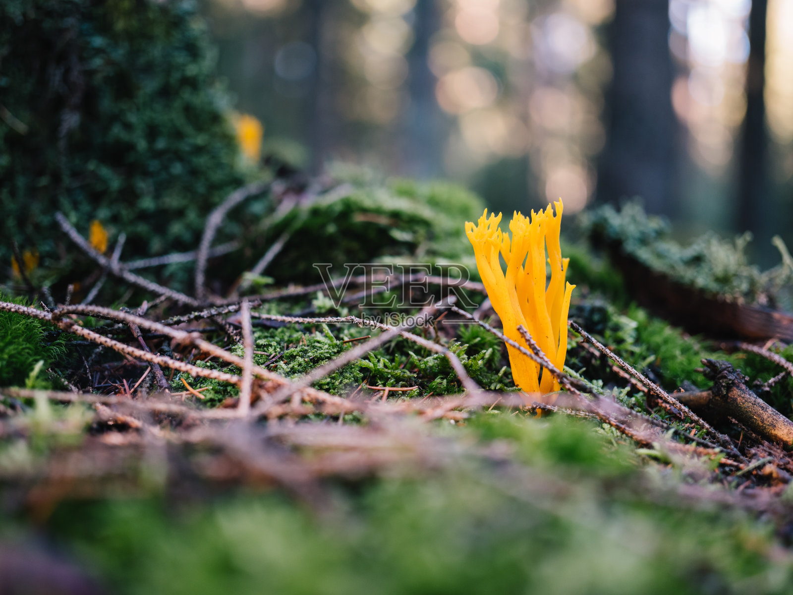 橙色的蘑菇在森林地面上照片摄影图片