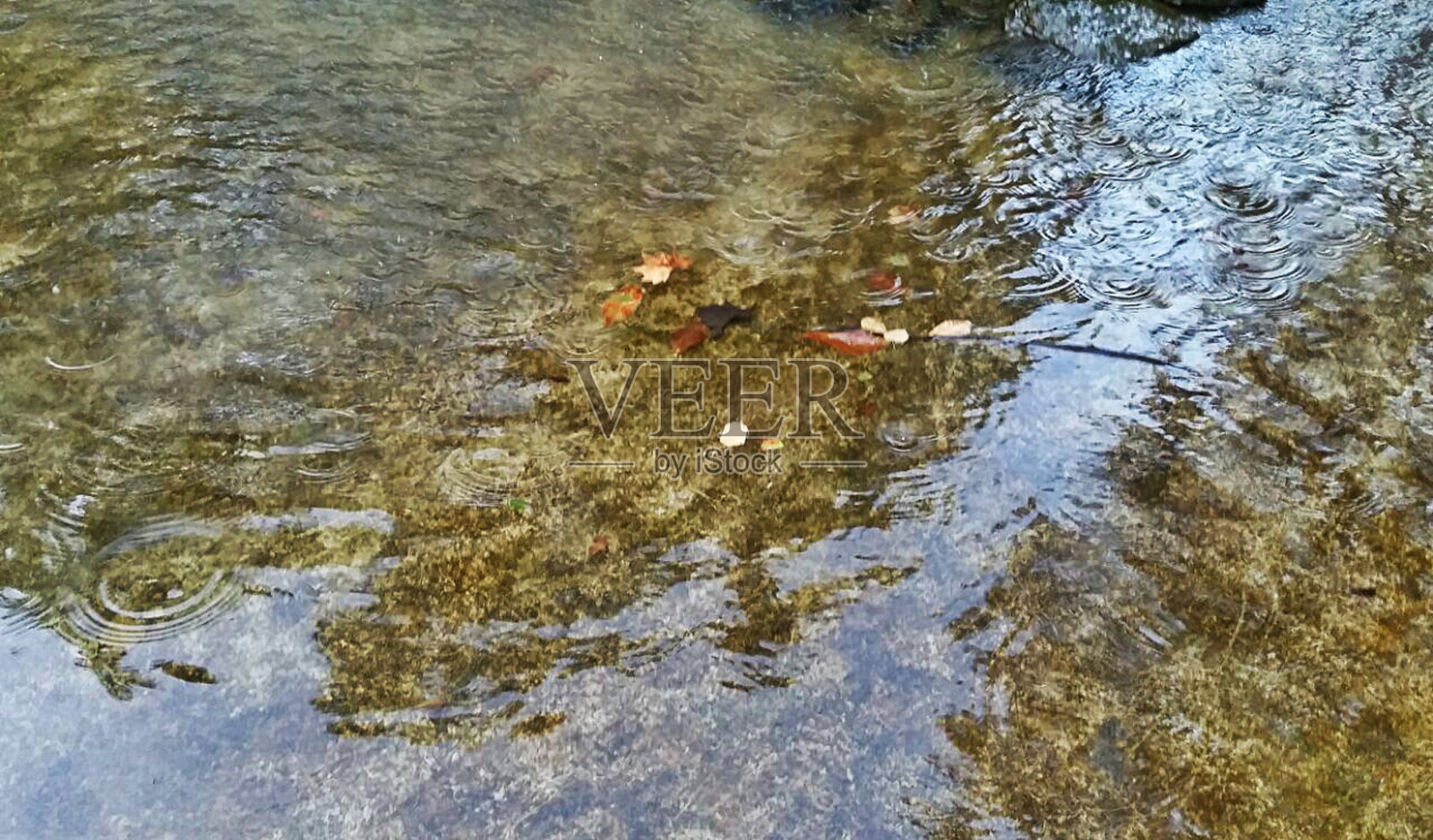 秋天的树叶在水里照片摄影图片