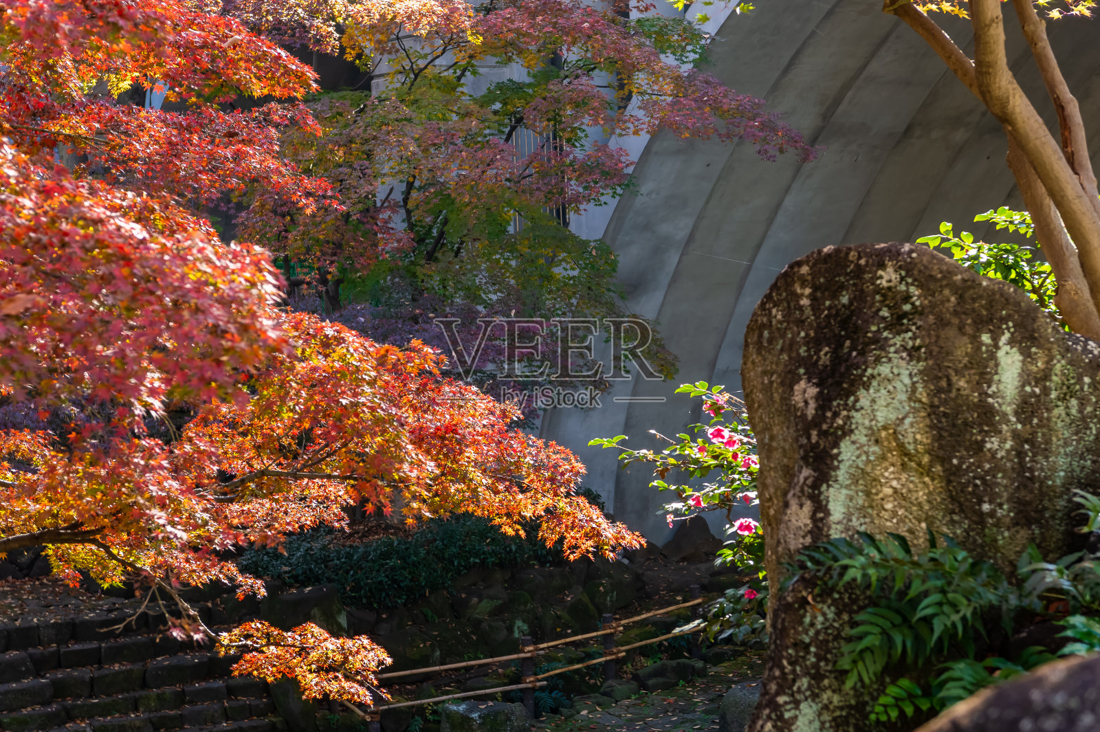 东京北区王子镇公园里的秋叶景色照片摄影图片