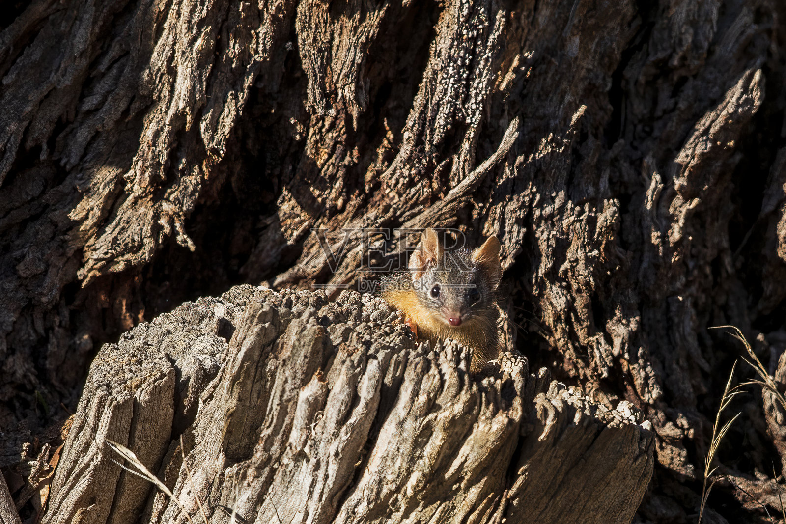 这是一种澳大利亚本土的有袋动物,名叫黄脚Antechinus (Antechinus flavipes),它坐在一根木头上,看着镜头。照片摄影图片
