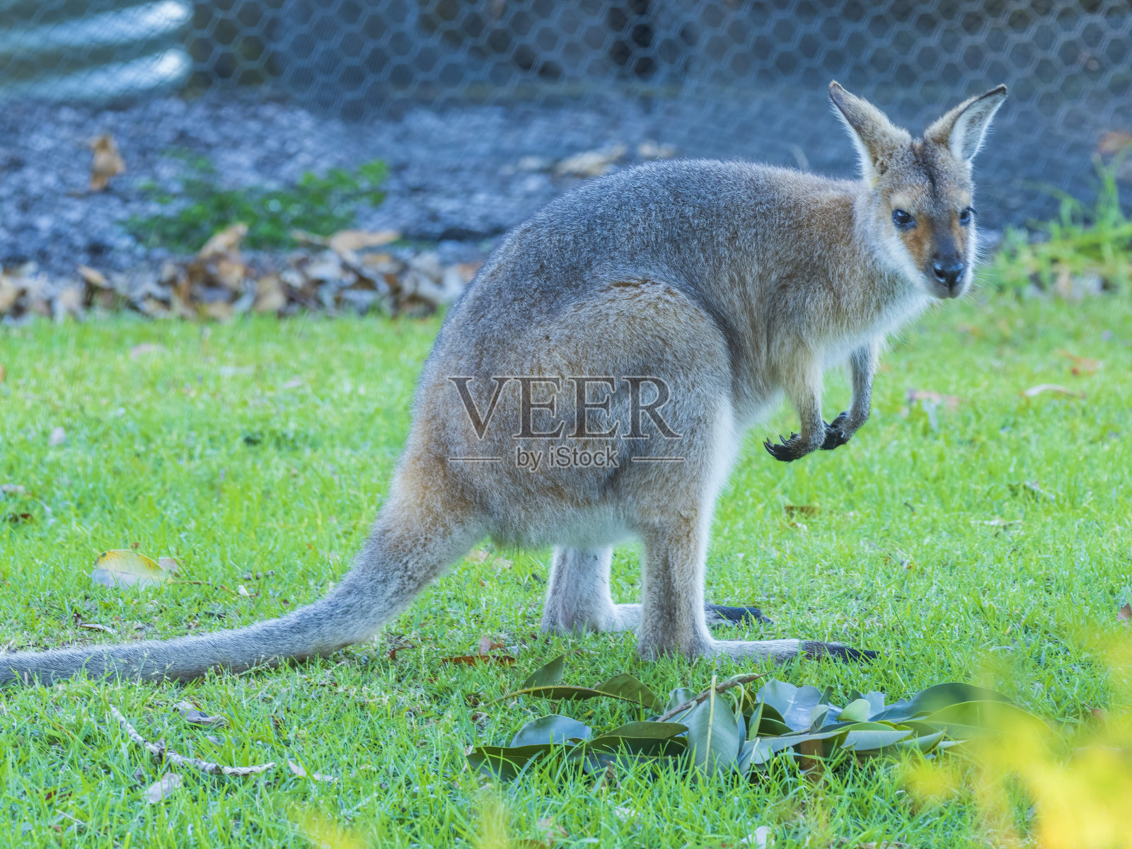 红颈小袋鼠一种澳大利亚小型有袋动物,称为红颈小袋鼠(红颈小袋鼠)照片摄影图片