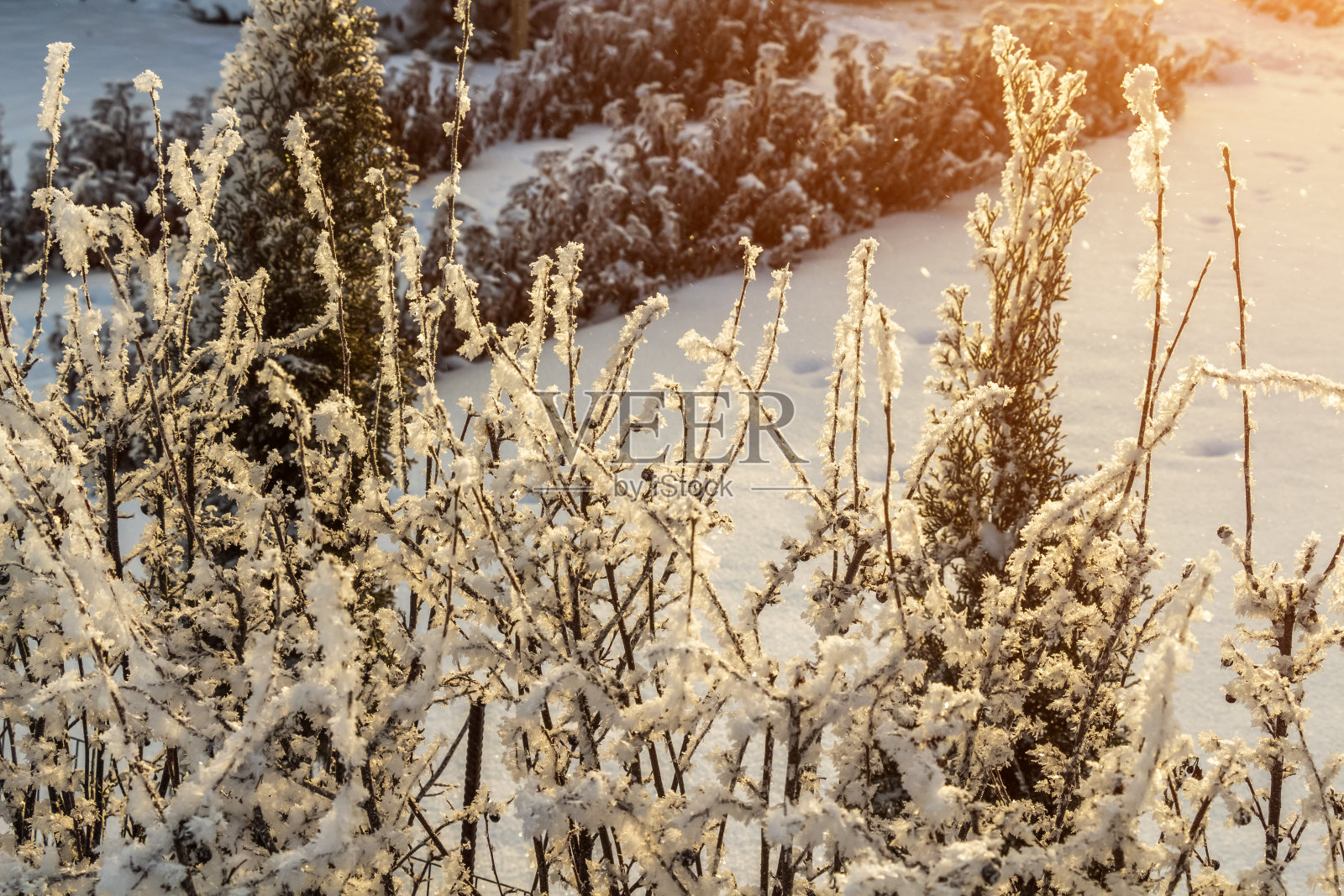 早晨新鲜的霜照片摄影图片