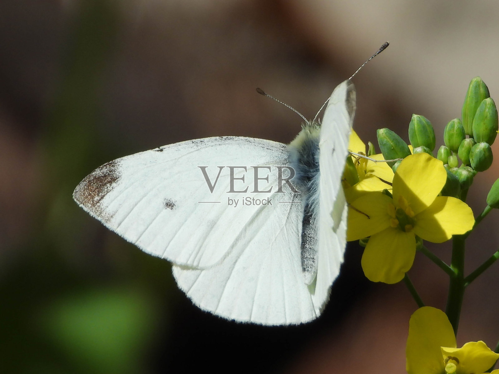 狂欢的人(Pieris rapae)照片摄影图片
