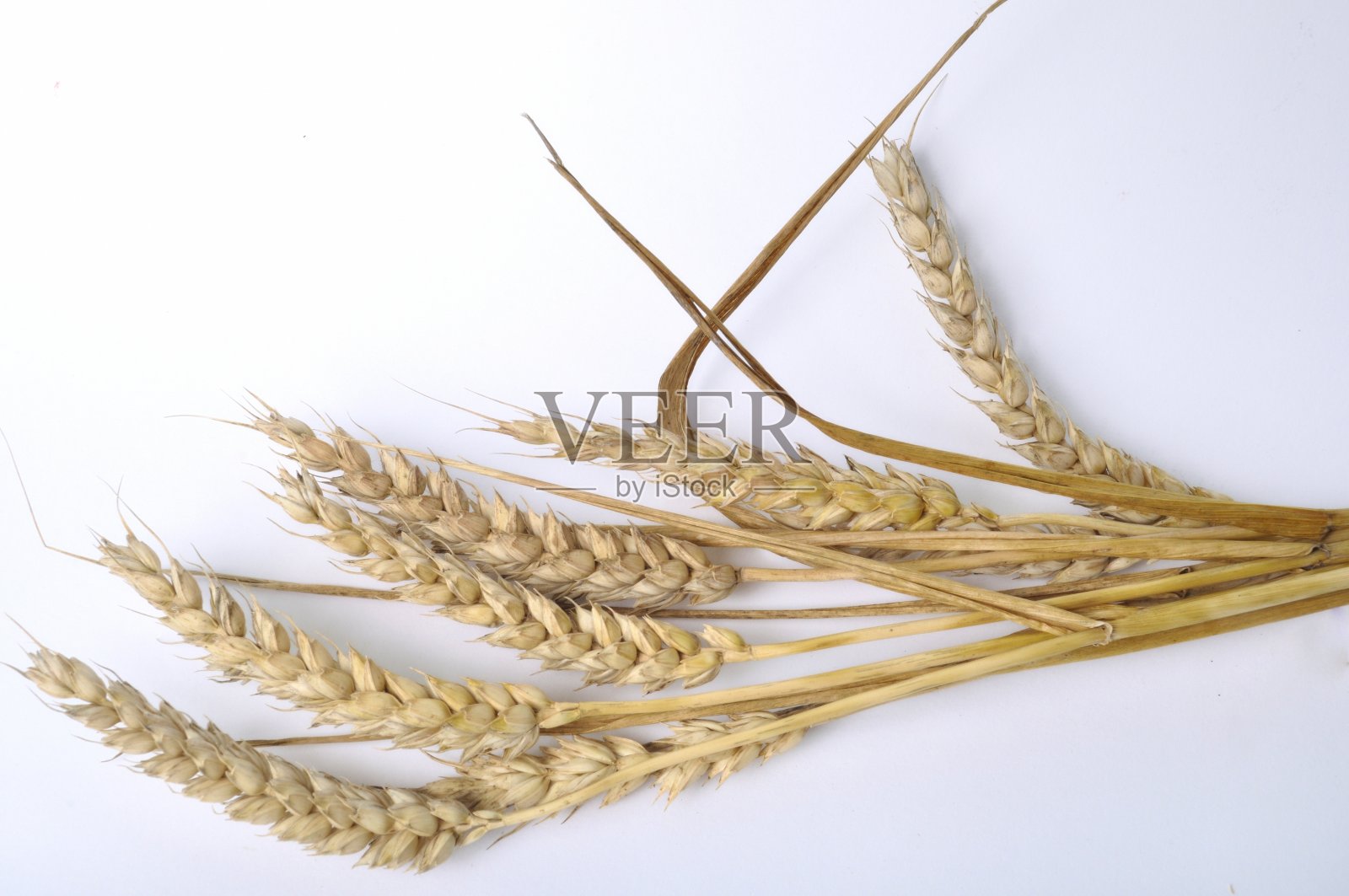 白色背景上的小麦花束照片摄影图片