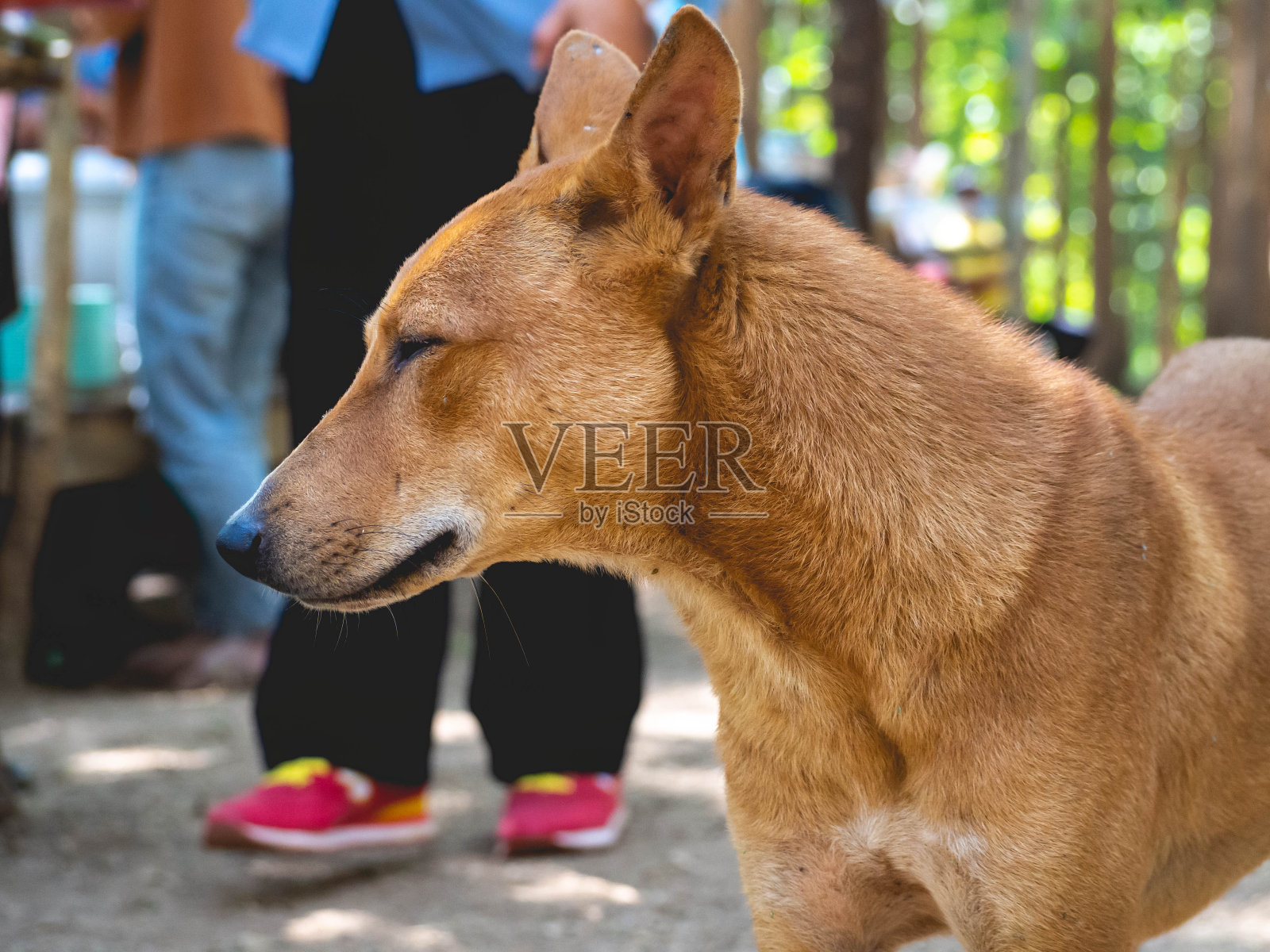 棕色的狗向前看照片摄影图片