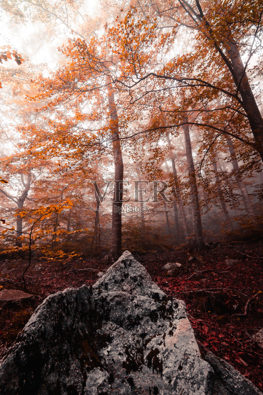 橙色、红色和黄色叶的山毛榉是秋季令人惊叹的景观。秋天有雾的山毛榉林。蒙塞尼自然公园,索索纳,Vallés,赫罗纳,巴塞罗那,加泰罗尼亚,西班牙。照片摄影图片