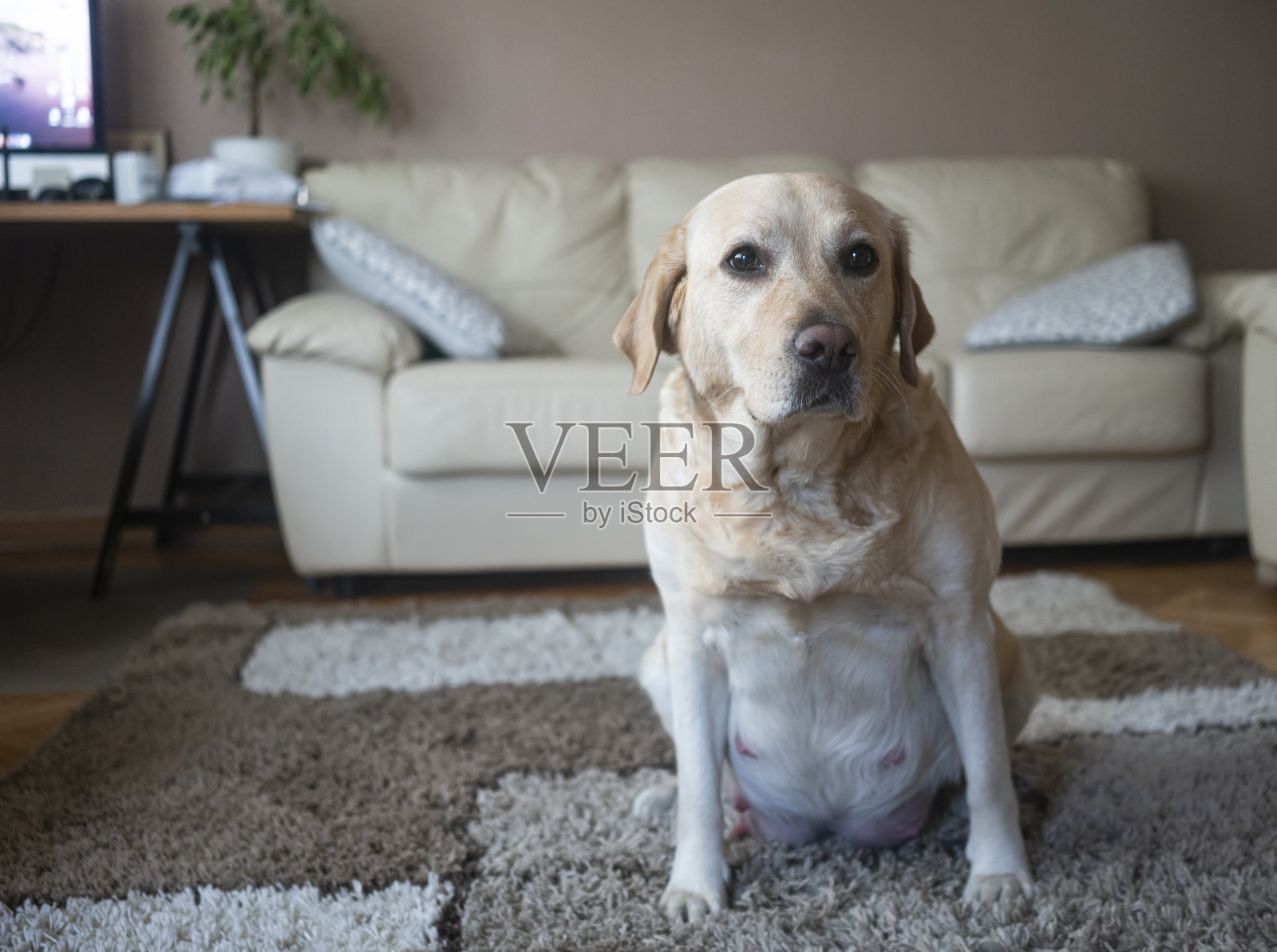 怀孕狗在家照片摄影图片