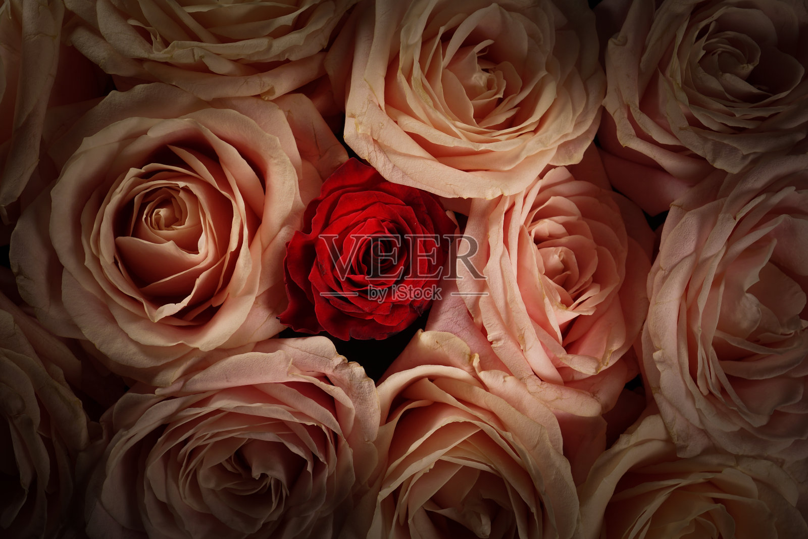 有机玫瑰由于生长过程中没有使用杀虫剂和人为操作而造成的自然错误照片摄影图片