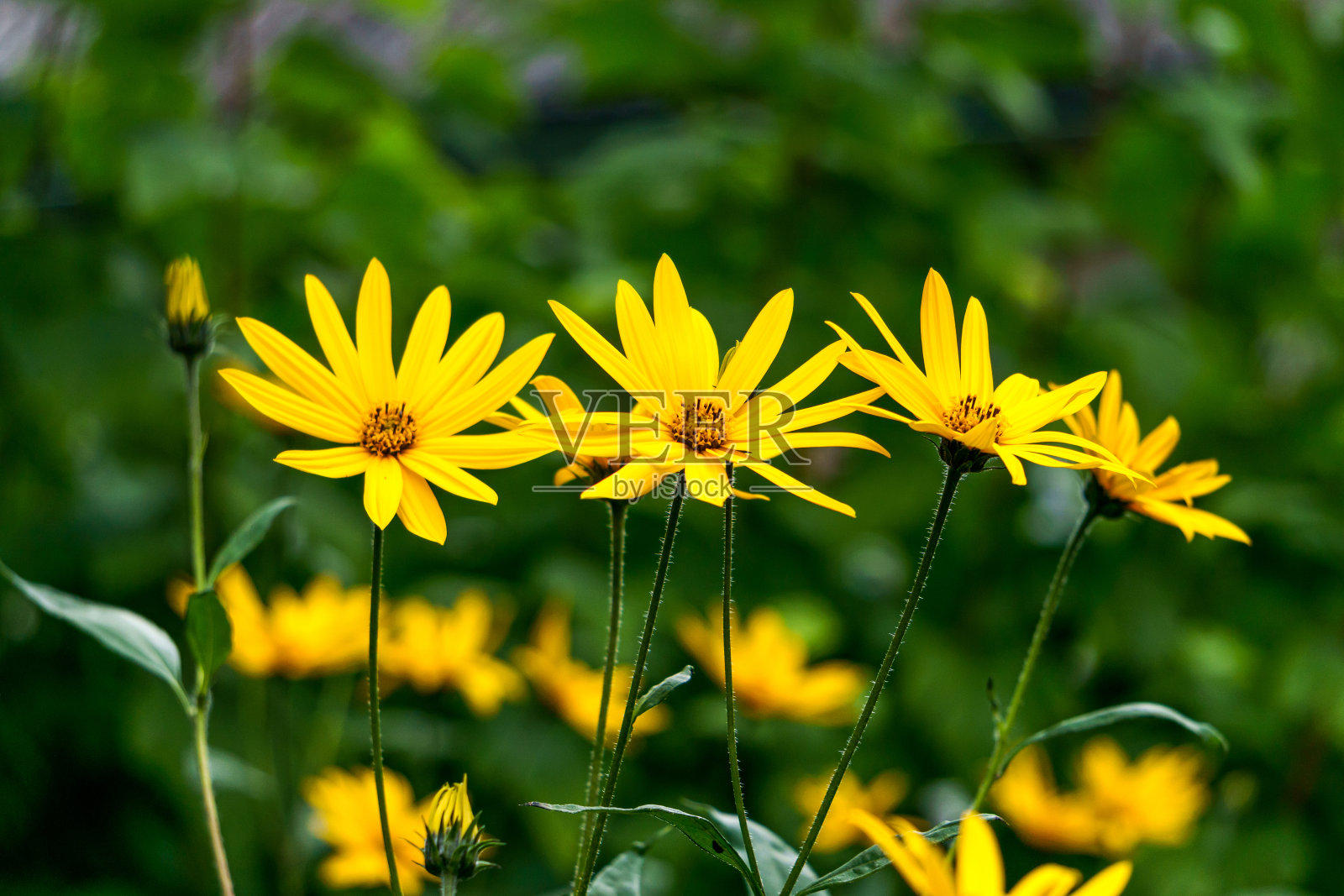 夏日花园中美丽的菊芋花。照片摄影图片
