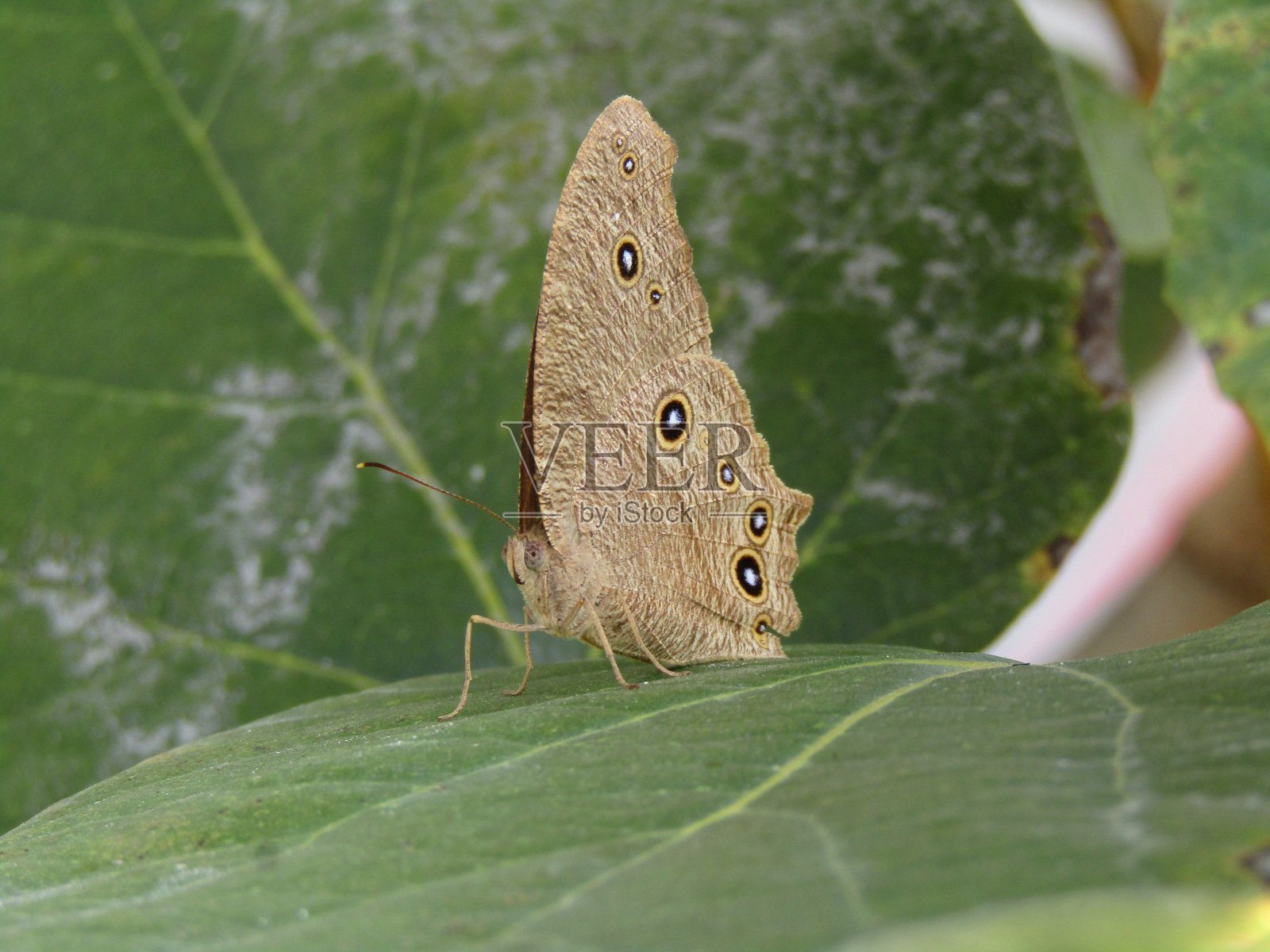 罕见的蝴蝶照片摄影图片