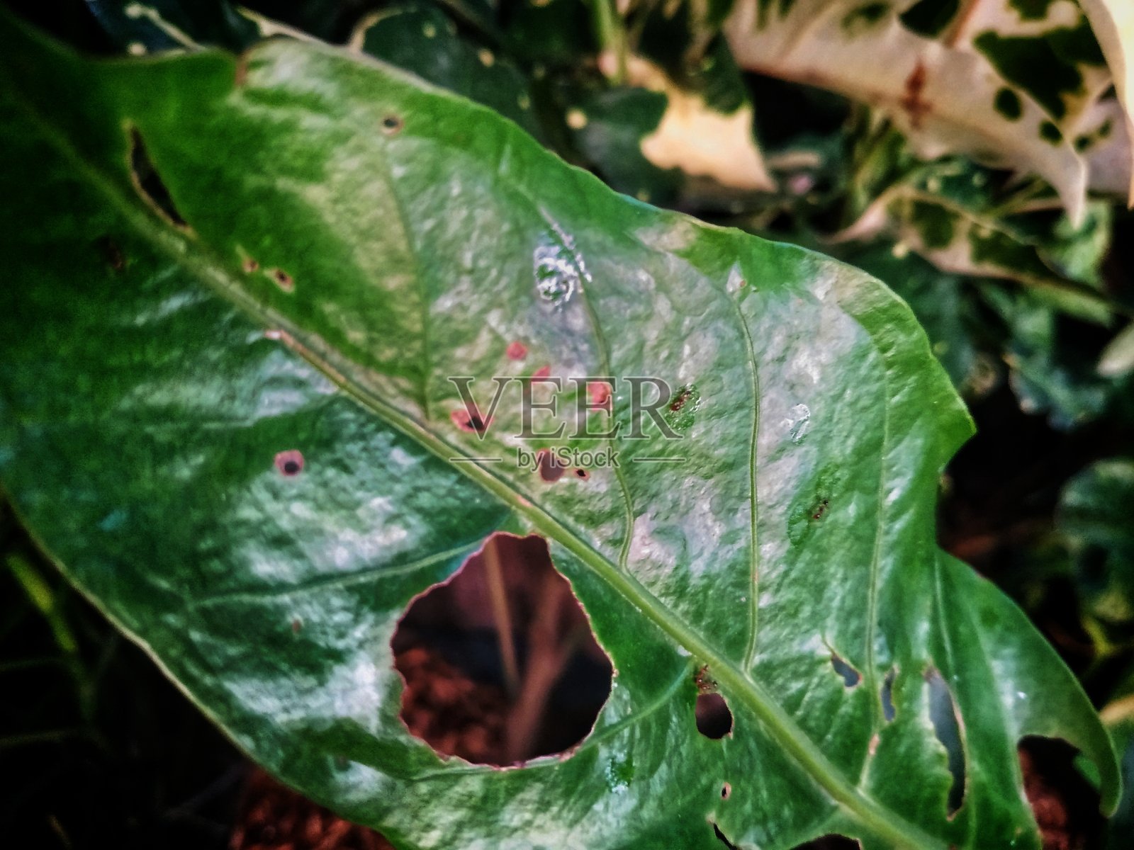 害虫吃树叶-库存照片照片摄影图片