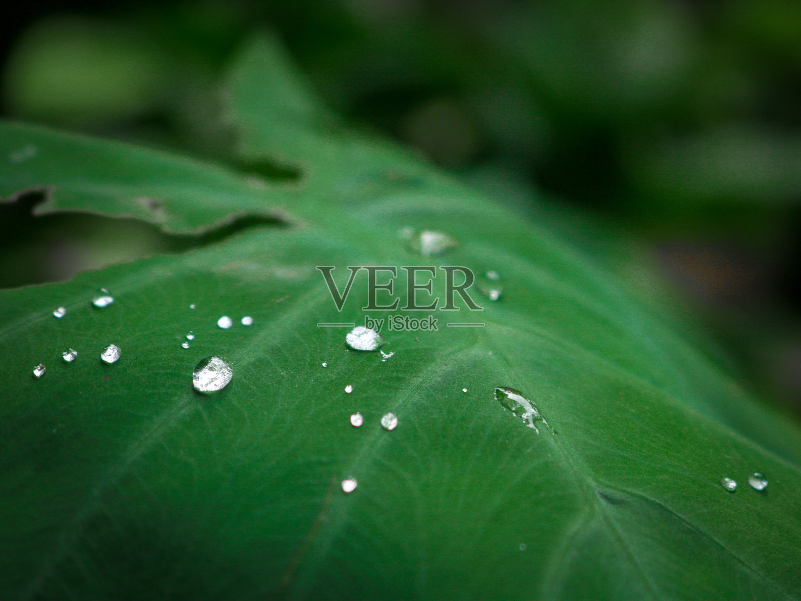 叶子上的水照片摄影图片