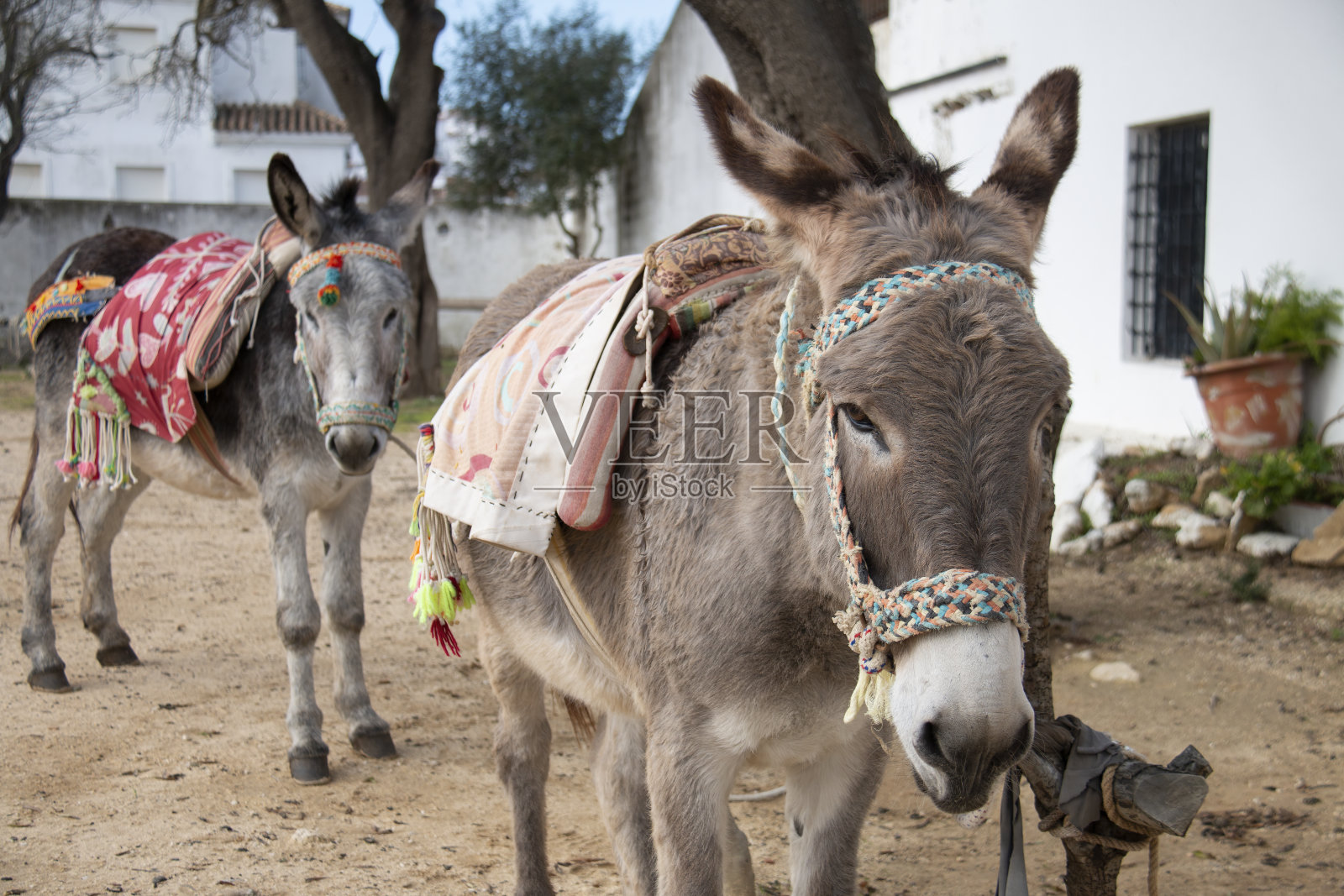 在安达卢西亚的Vejer,典型的带有传统马鞍的西班牙驴。照片摄影图片