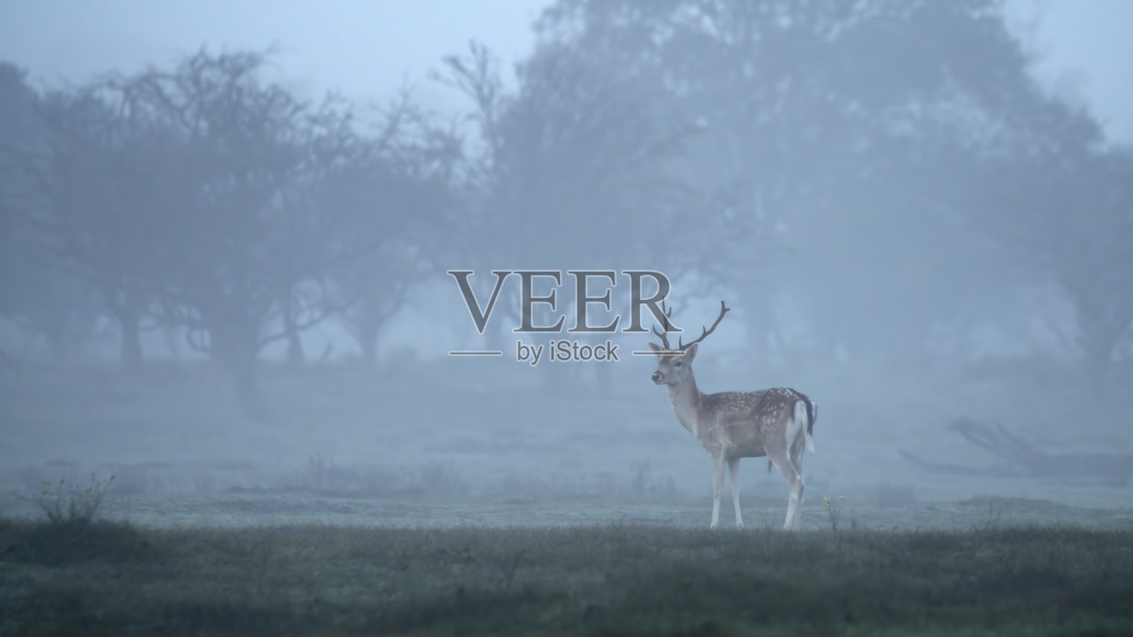 一个寒冷而多雾的早晨照片摄影图片