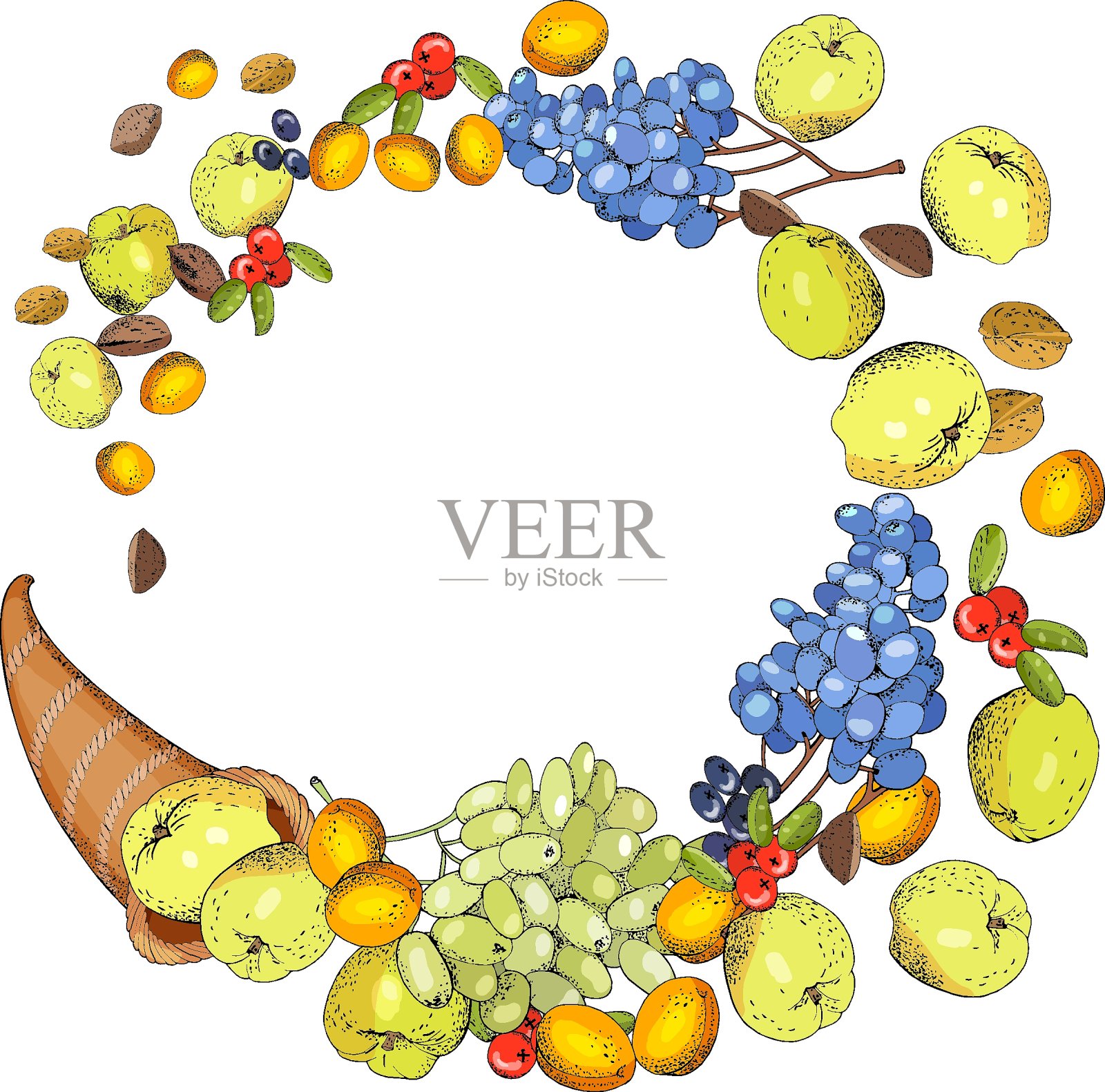 秋的感恩模板孤上白。丰富的苹果,杏子,葡萄,浆果和坚果。插画图片素材