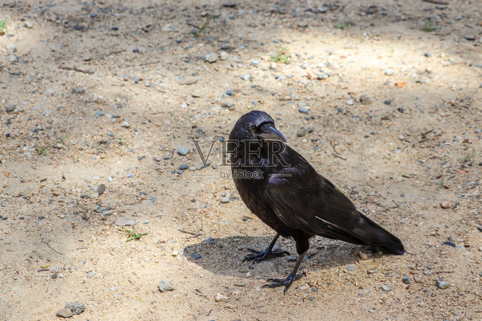 地上有一只黑乌鸦照片摄影图片