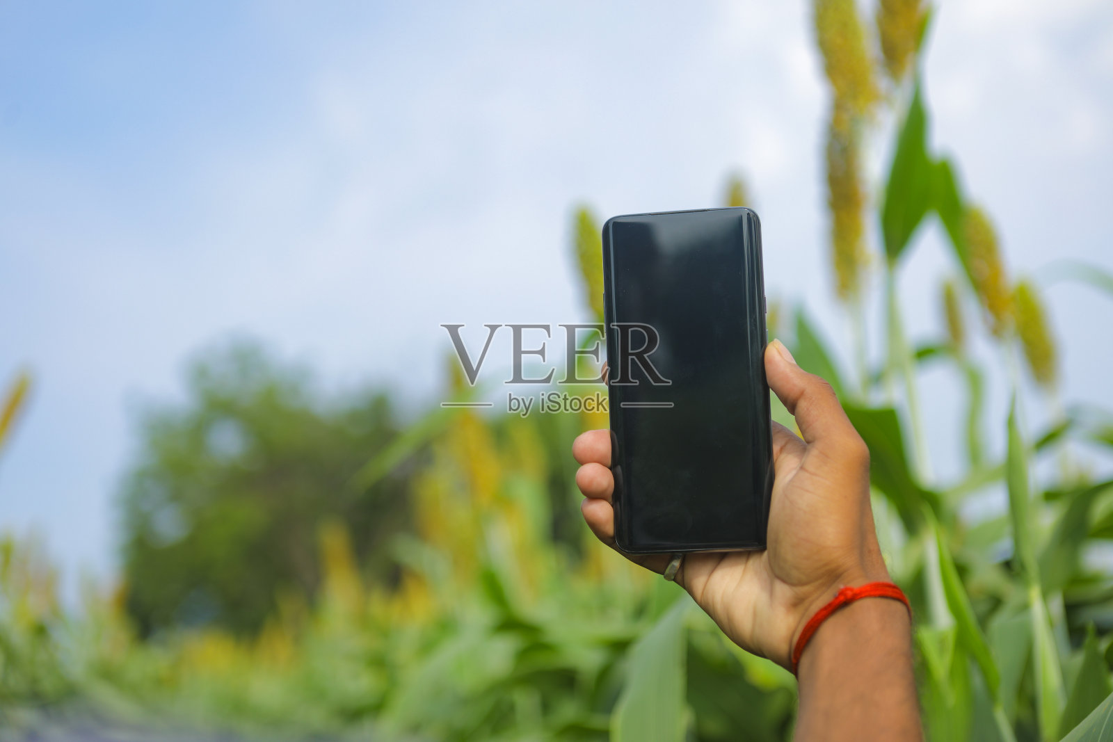 一名手持智能手机的年轻人正在乔瓦谷或高粱地里拍照照片摄影图片