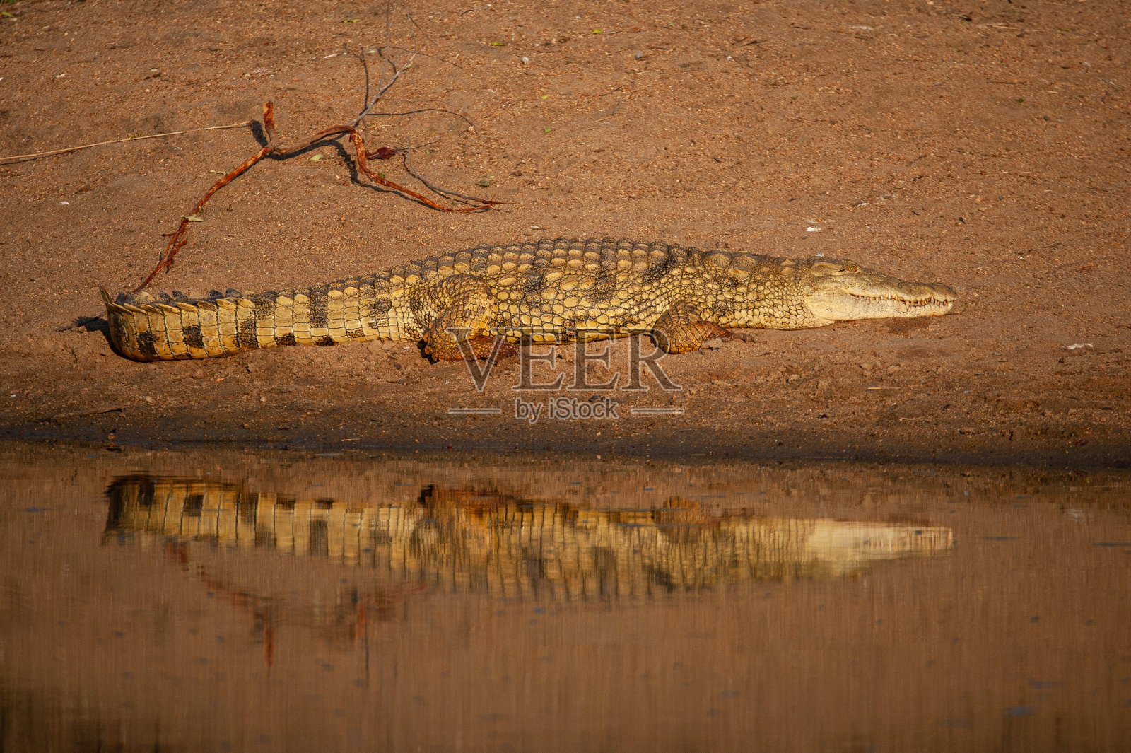 尼罗鳄照片摄影图片