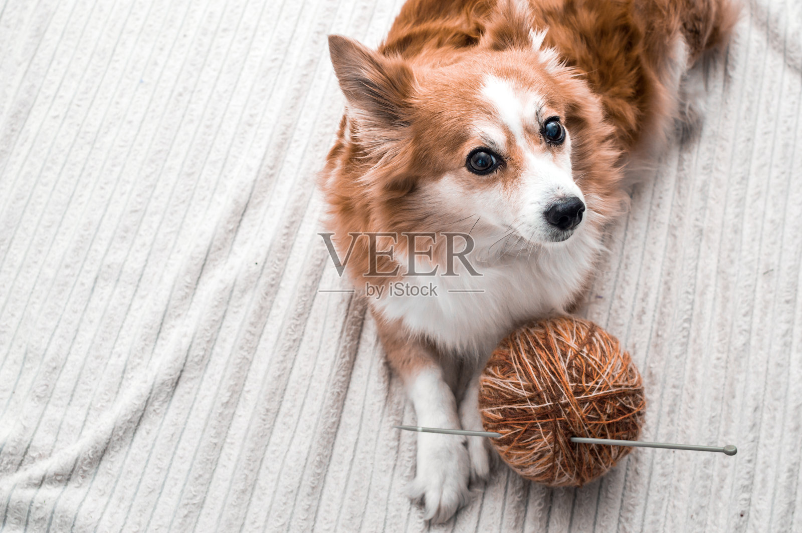 狗躺在一个大球的编织线和一根编织针。照片摄影图片