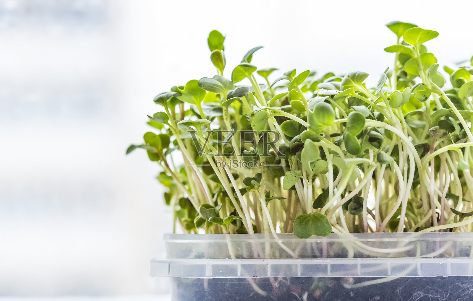小萝卜或芥菜的特写。近距离观察生长的微绿芽。种子发芽在家。素食和健康的饮食观念。发芽的种子,微小的绿色。照片摄影图片