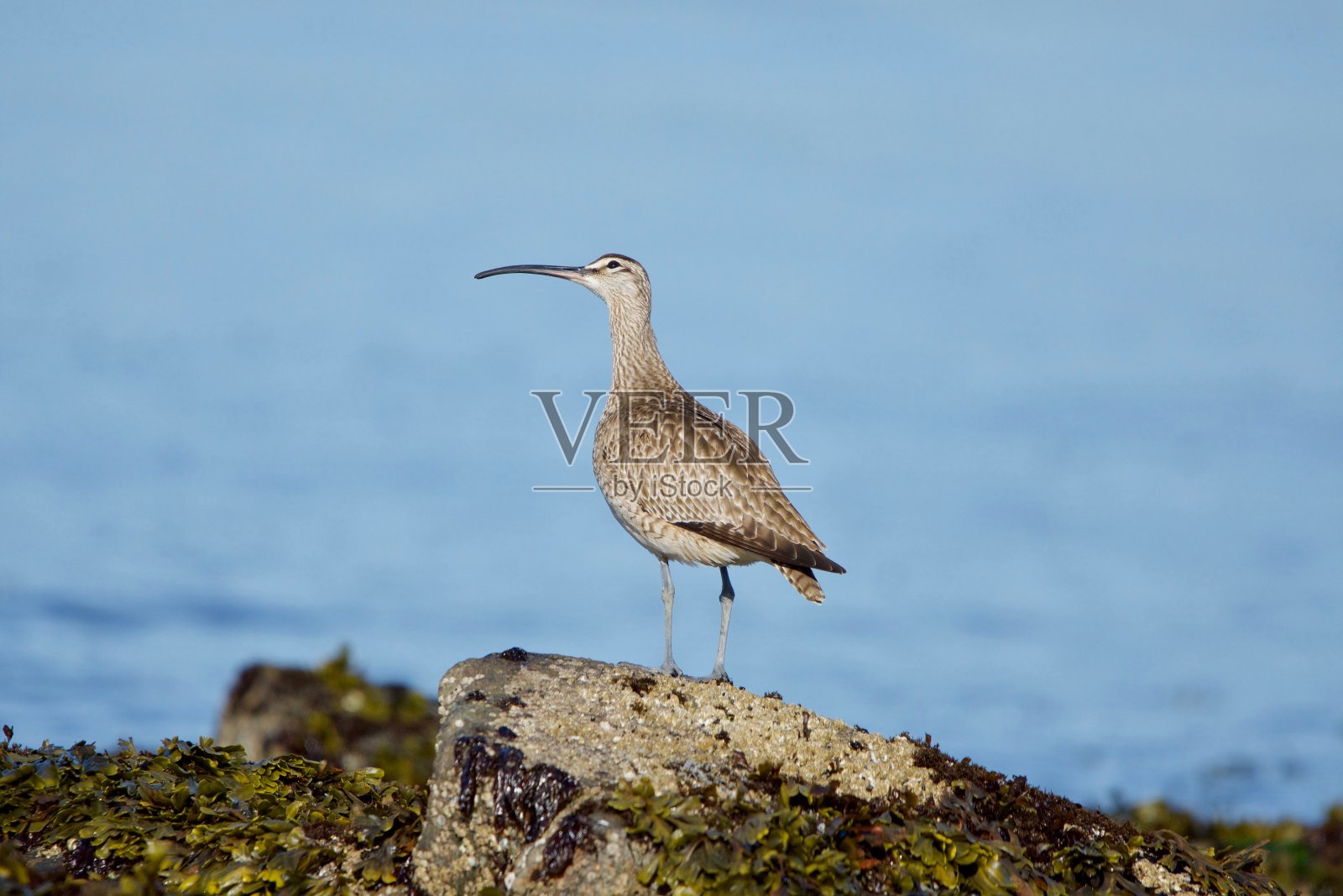 海怪站在满是藤壶的岩石上,仰起头仰望天空照片摄影图片
