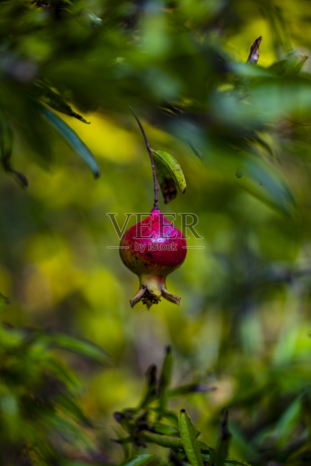 野生覆盆子照片摄影图片
