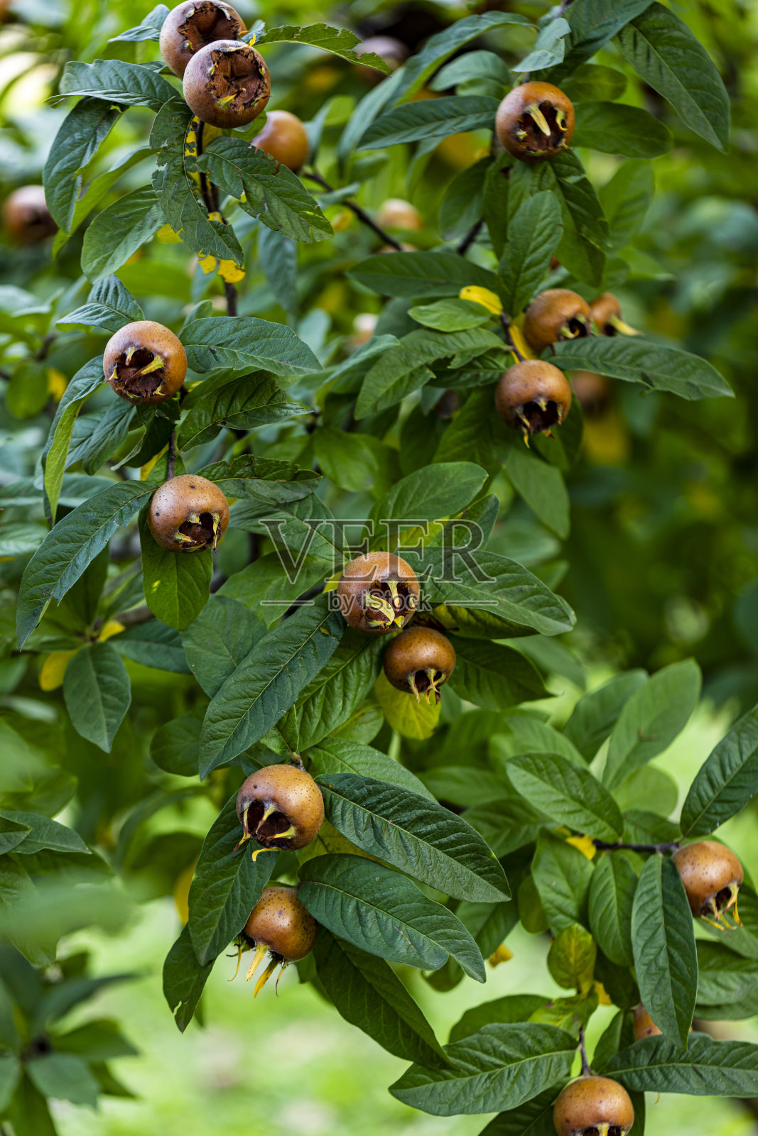 野生覆盆子照片摄影图片